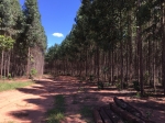 Fazenda a venda em Campo Grande/MS 600  hÁ.: