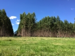 Fazenda a venda em Campo Grande/MS 600  hÁ.: